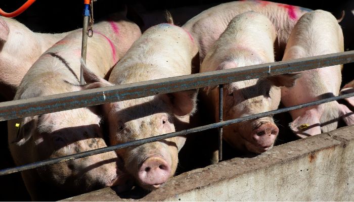 Foto: Ari Dias/AEN Paraná bate recorde de produção de carne de frango, suína e bovina no 1º trimestre de 2025